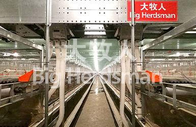 Myanmar broiler cage project goes into production successfully！