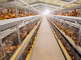 大牧人蛋雞籠養(yǎng)案例