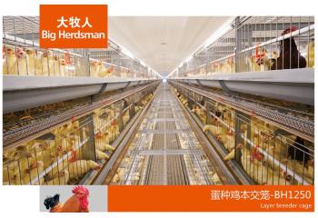 蛋種雞本交籠-BH1250